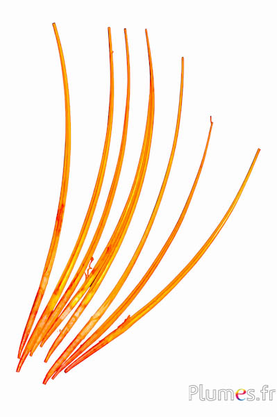 Gans Kiel - 25-30 cm - orange